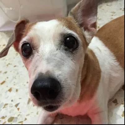 Image Pet sitting Your Furkids When Away, Your Best Pet Sitter