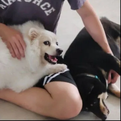Image Pet Sitter Pasir Ris