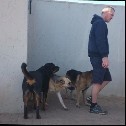 Image Professional Dog Walking Dog Walker Pet Sitter