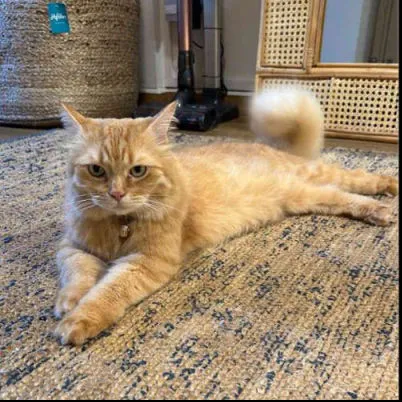 Image Cat Sitter Pet Sitting Cat Nanny North