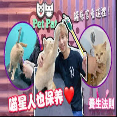 Image PetPat Jalan Pelikat - Lene's Expert Cat Grooming & Transport, Mimi's Fur Looks Amazing!