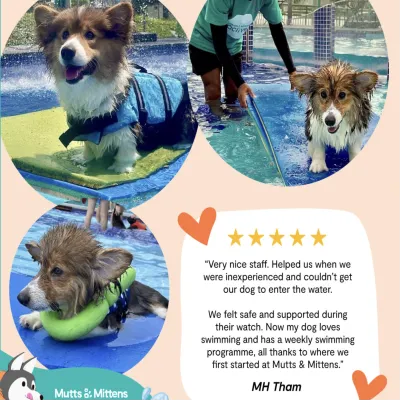 Image Compassionate and Professional Pet Boarding