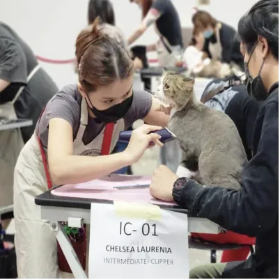 Image Gentle and Professional Cat Grooming by Chelsea 