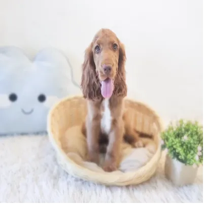 Image Ethically Sourced, Healthy Puppies with Personalized Care