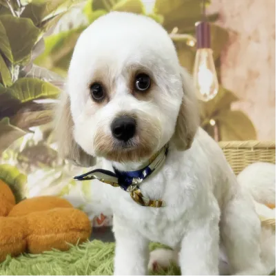Image Expert and Gentle Pet Grooming Service