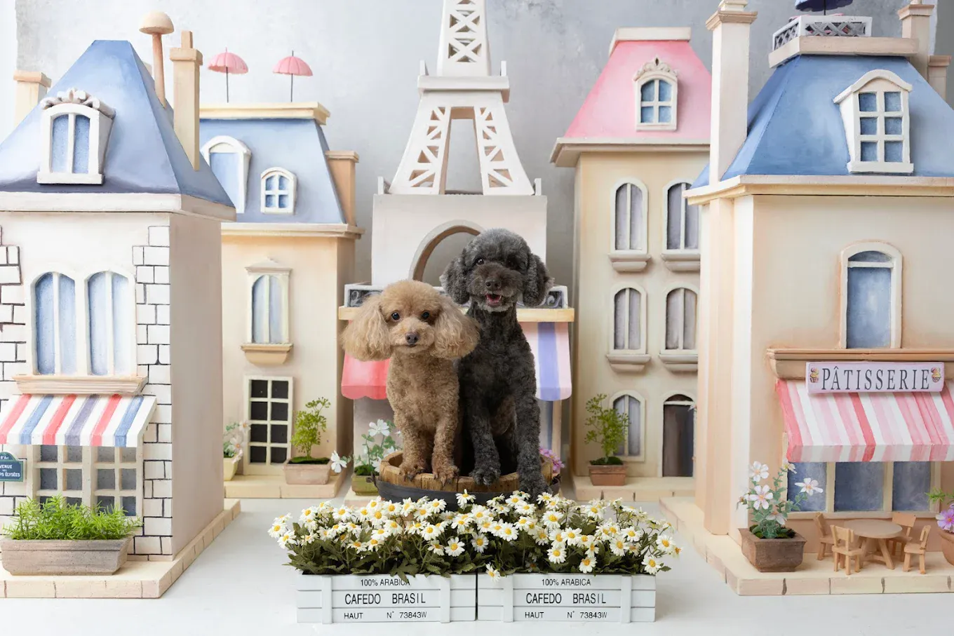 Image Le Petite Pet Photography