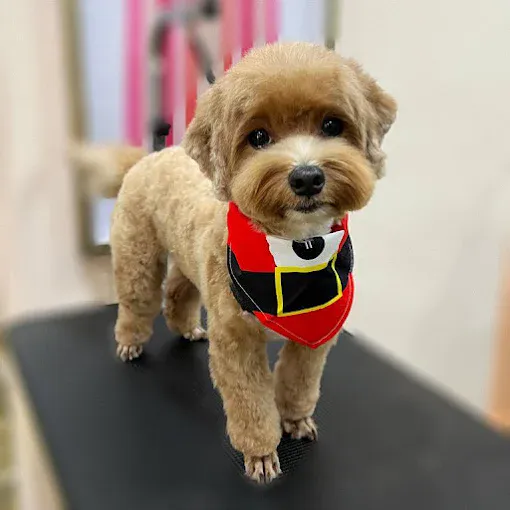 Image Pet groomer