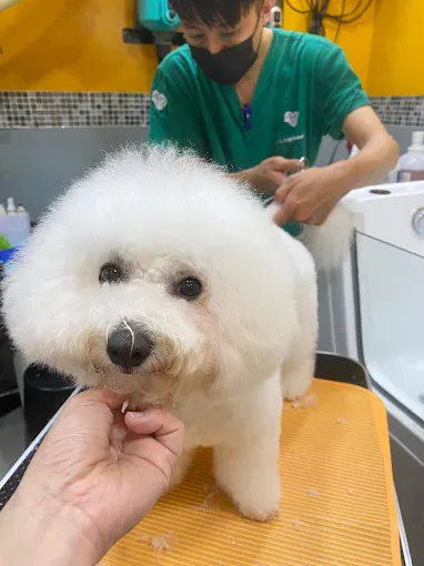 Image Pet groomer