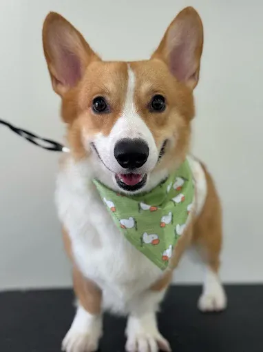 Image Pet groomer in Singapore