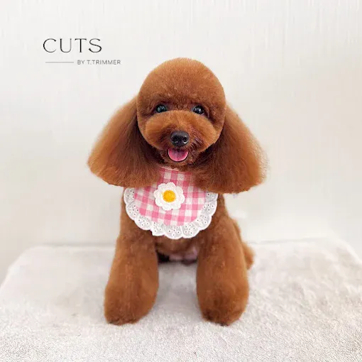 Image Pet groomer in Singapore