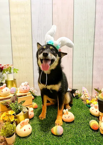 Image Pet groomer