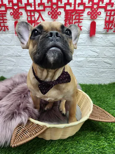 Image Pet groomer