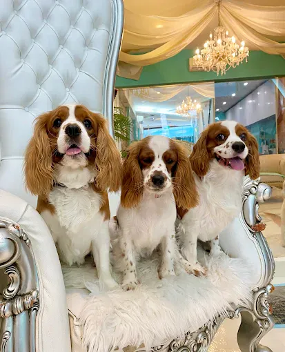 Image Jit's Heartwarming Pet Care at BFF Pet Hotel