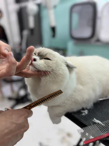 Image Pet groomer