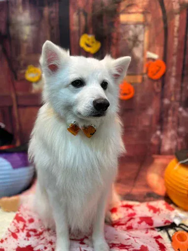 Image Pet groomer in Singapore