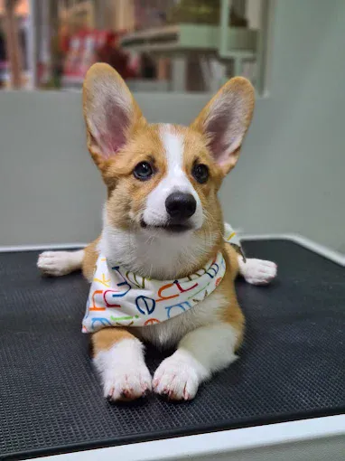 Image Pet groomer in Singapore