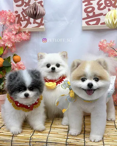 Image Pet groomer in Singapore