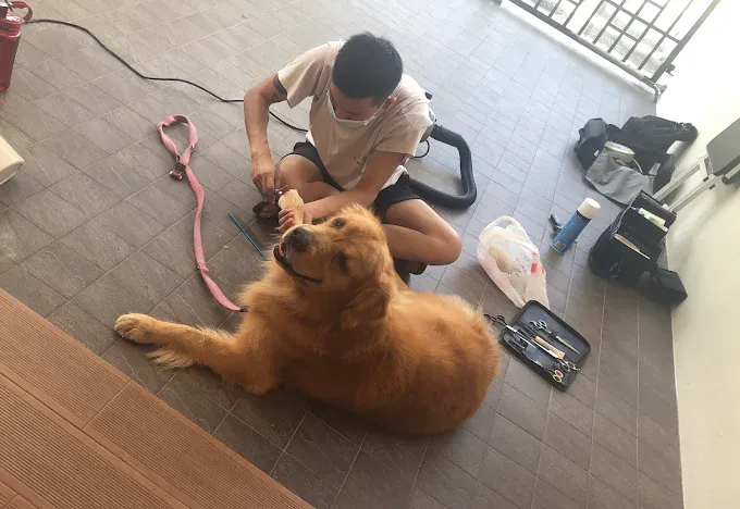 Image Pet groomer in Singapore