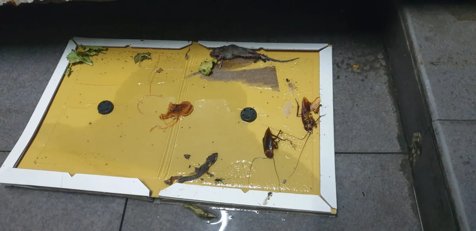 Image Vector Pest Management