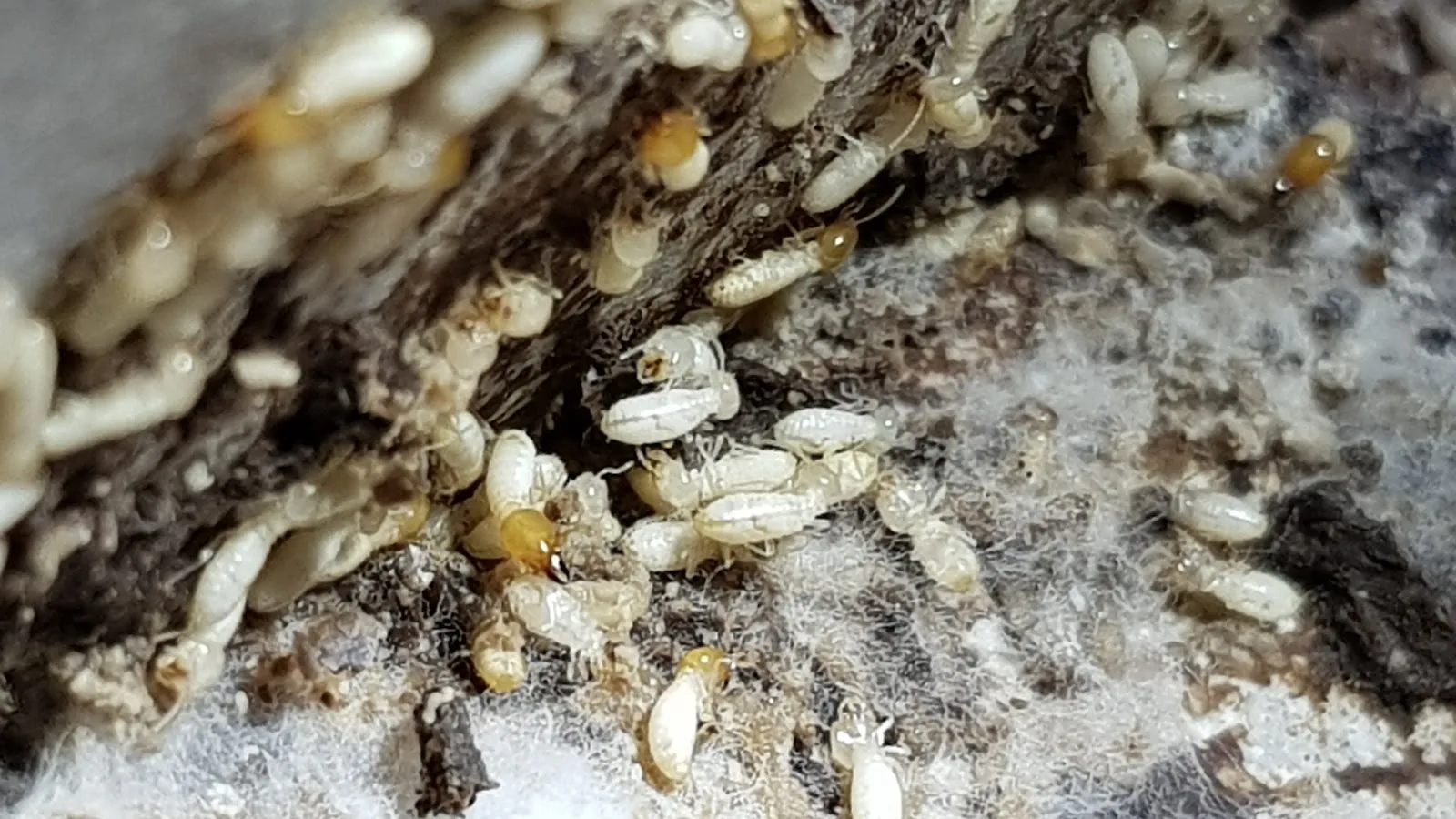 Image Autopest Pte Ltd