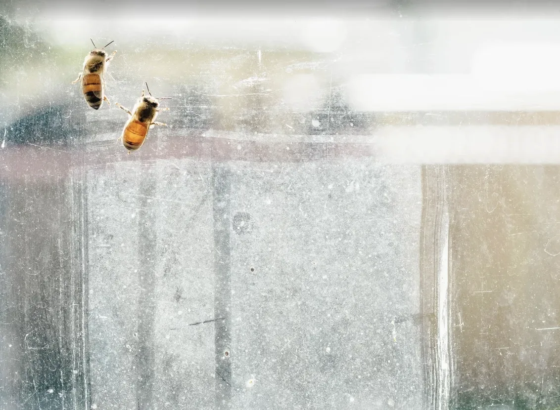 Image Fidz Pest Management Singapore